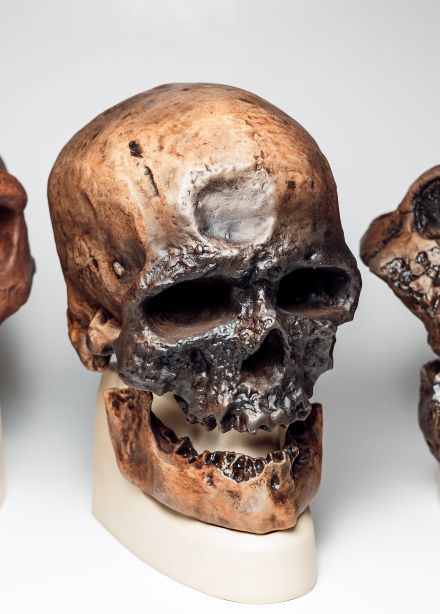 По следам человека