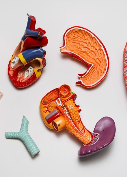 Как устроен человек?