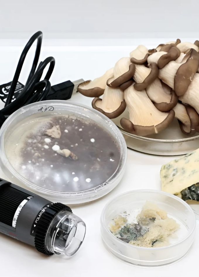 В царстве грибов