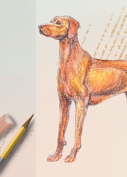 Студия книжной графики «Рисуем животный мир»