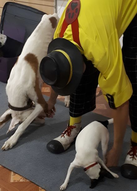 Шоу и мастер-класс по дрессировке цирковых собак