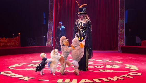 Московский цирк-шапито «Кудзинов»