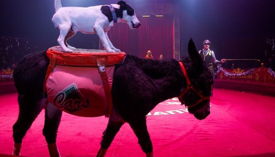 Московский цирк-шапито «Кудзинов»