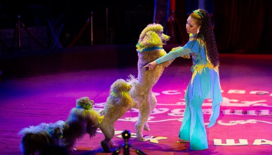 Московский цирк-шапито «Кудзинов»