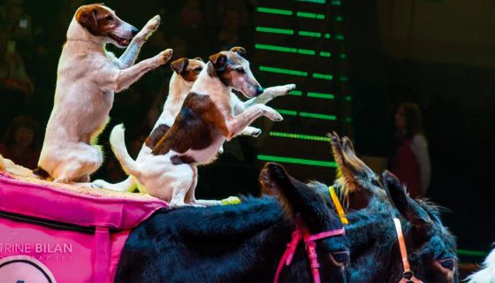 Приключения Бабы Яги в Цирке-шапито «Кудзинов»