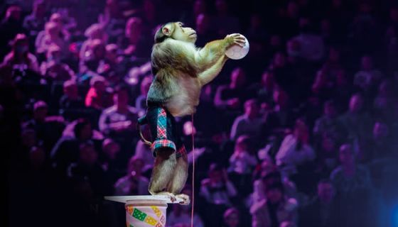 Приключения Бабы Яги в Цирке-шапито «Кудзинов»