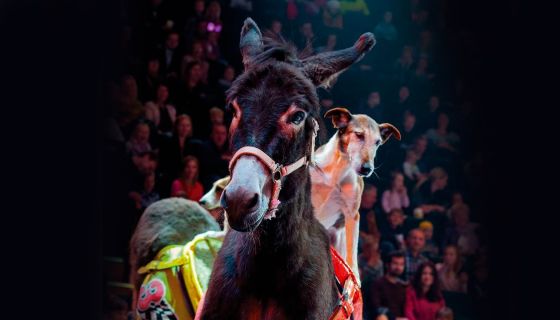 Приключения Бабы Яги в Цирке-шапито «Кудзинов»