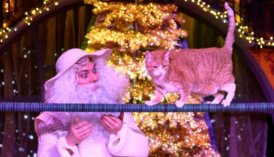 Дмитрий Куклачёв «Рождественская история»