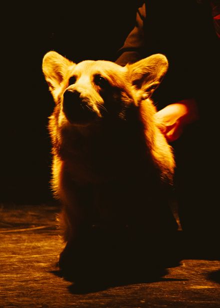 Верь своей собаке