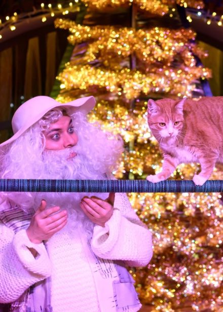 Юрий Куклачёв. Новогодние приключения котов-чемпионов