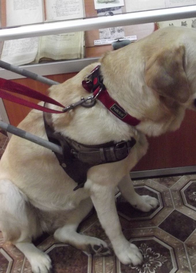Собака-поводырь