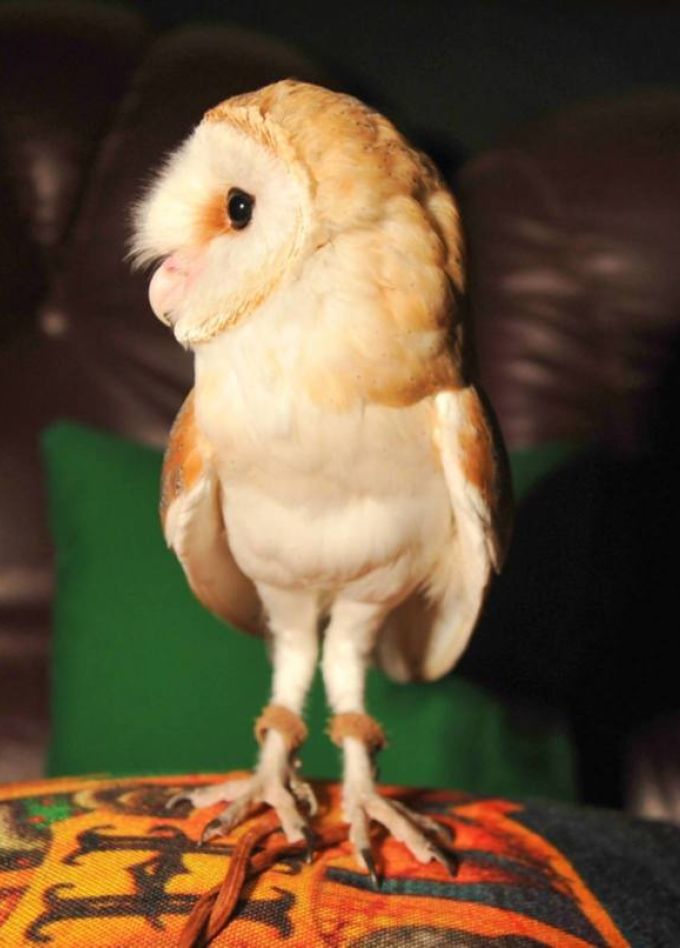 Гарри: знакомство с магией