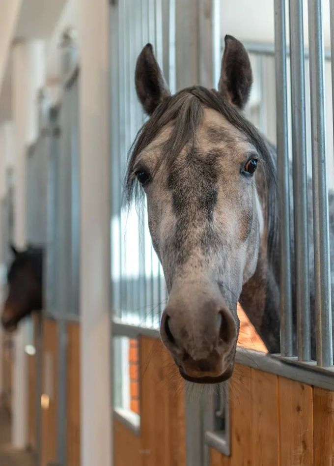 Самостоятельная обзорная экскурсия в демонстрационную конюшню