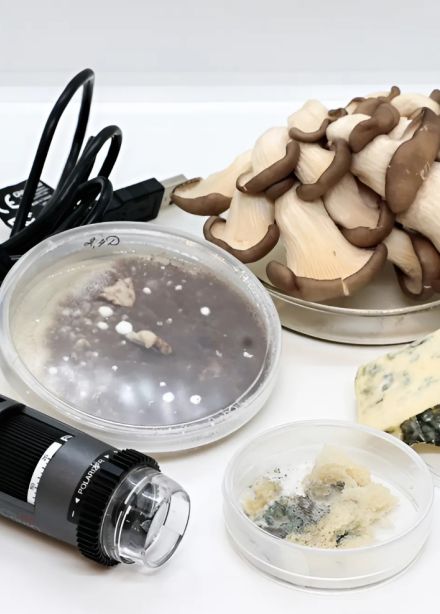 В царстве грибов