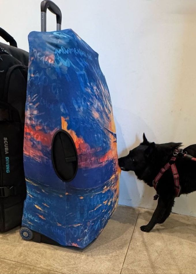 Собака на таможне