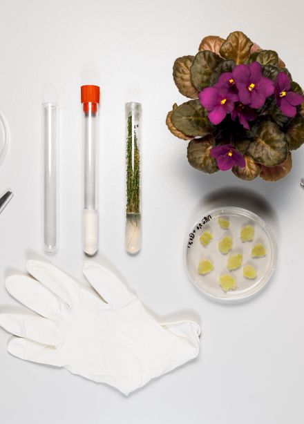 Космический сад