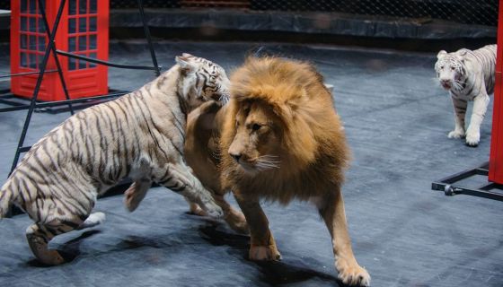 Цирк. Открытая репетиция