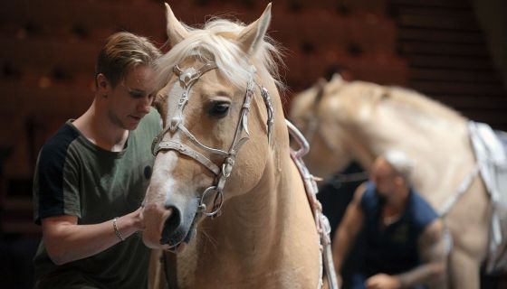 Цирк. Открытая репетиция