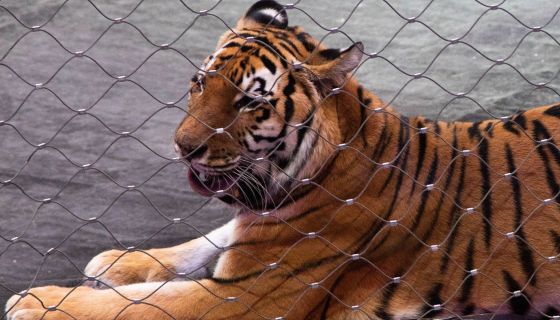 Цирк. Открытая репетиция