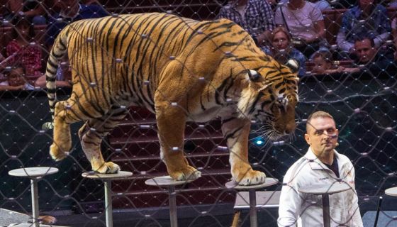 Цирк. Открытая репетиция