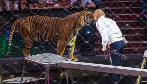 Цирк. Открытая репетиция