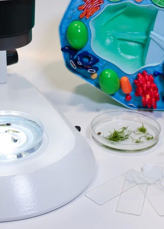 Кто в пруду?