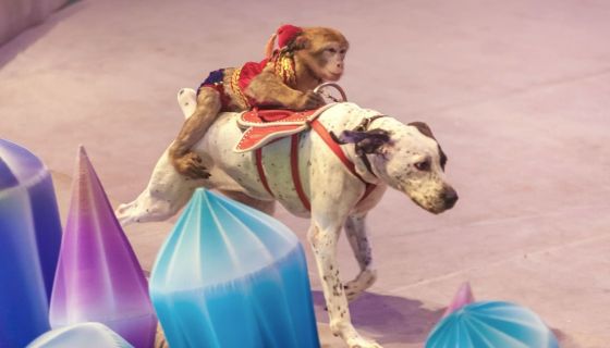 Цирковой спектакль «По следам Снежной королевы»