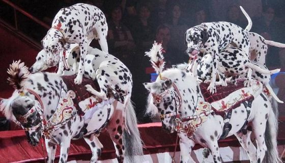 Цирковое представление «Двенадцать месяцев»